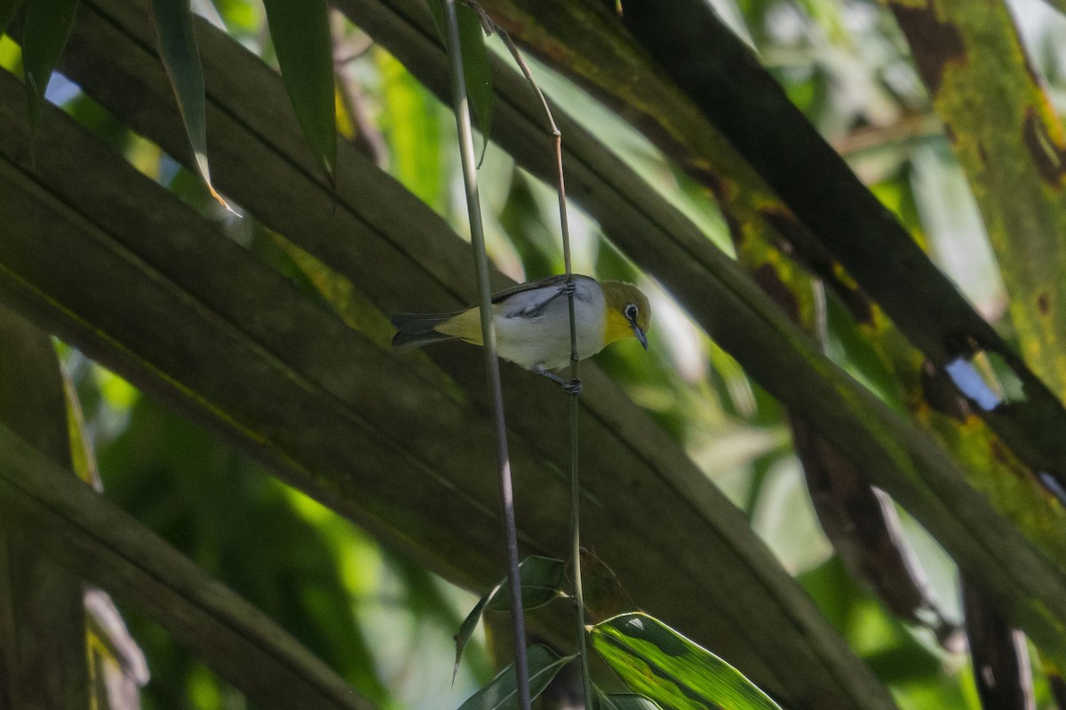 Ashy-bellied White-eye (Ashy-bellied) - ML633650136