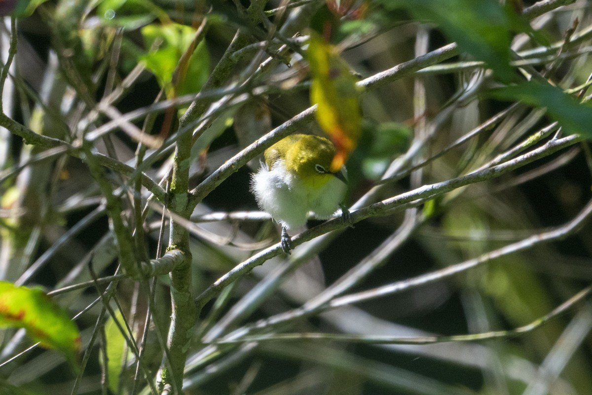 Ashy-bellied White-eye (Ashy-bellied) - ML633650137