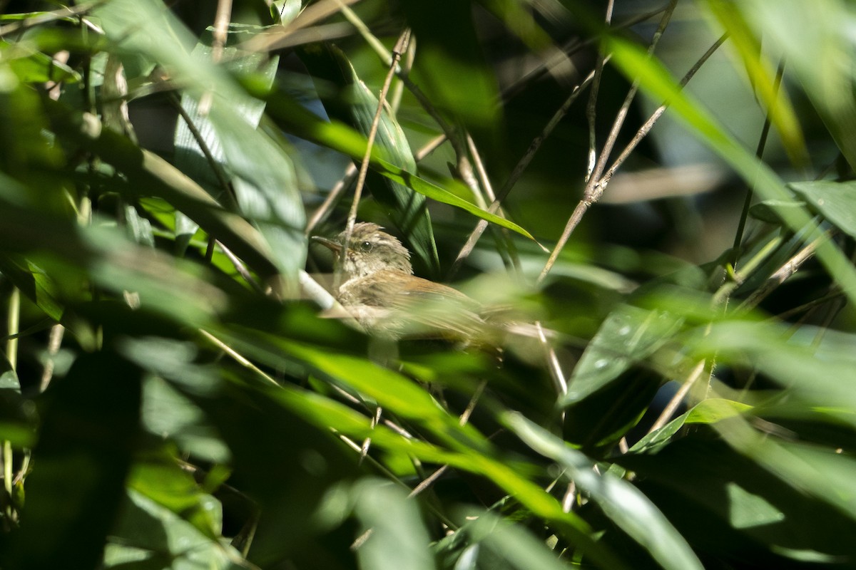 Buff-banded Bushbird - ML633650146