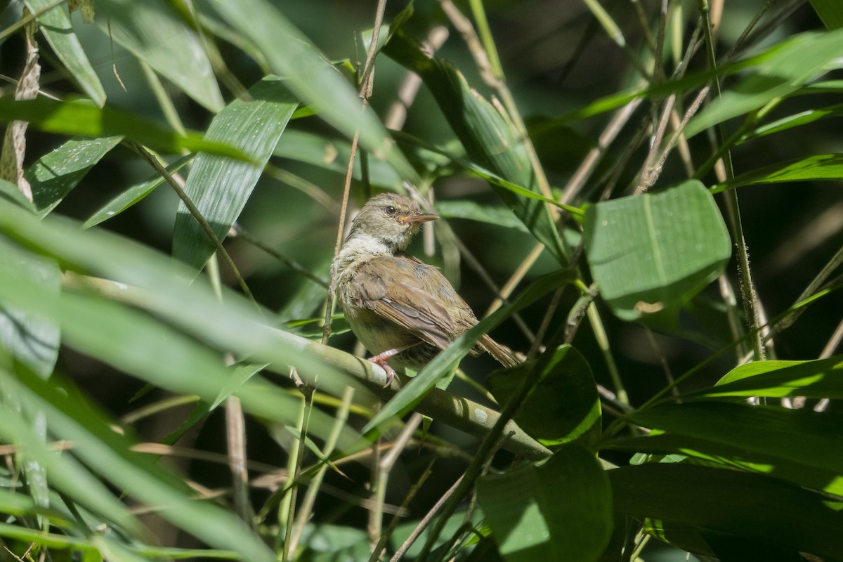 Buff-banded Bushbird - ML633650148