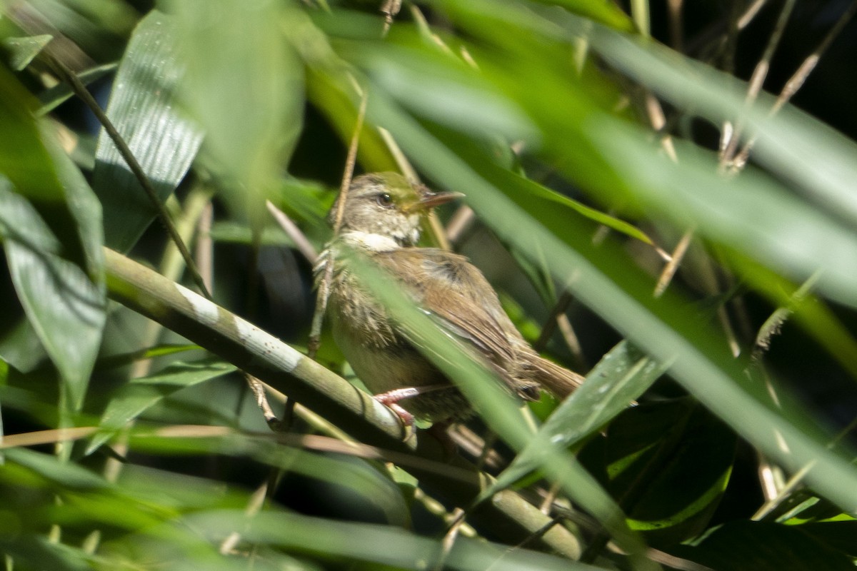 Buff-banded Bushbird - ML633650149