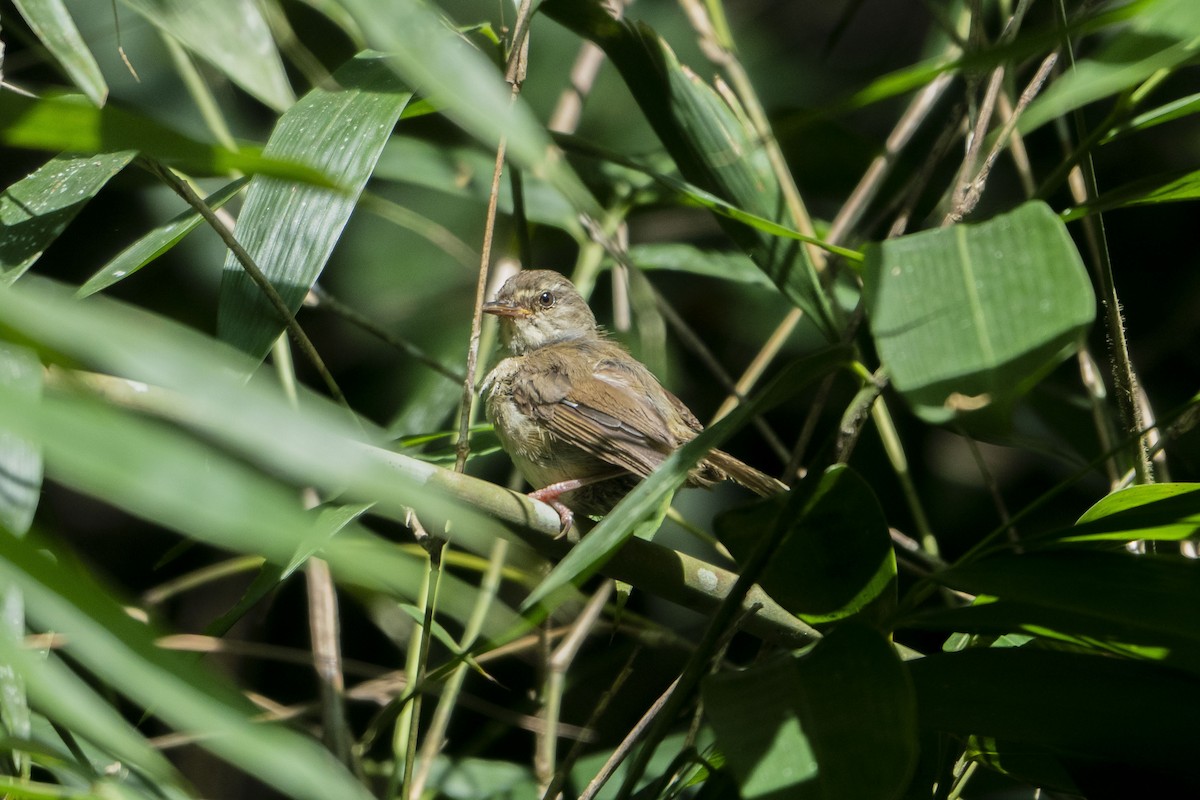 Buff-banded Bushbird - ML633650150