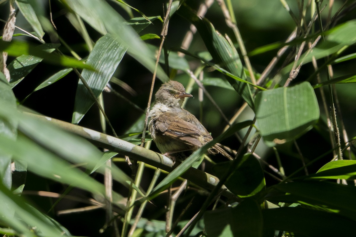 Buff-banded Bushbird - ML633650151