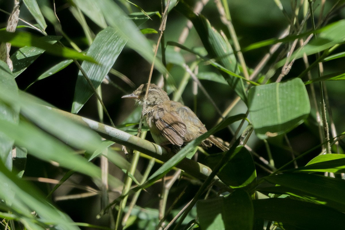 Buff-banded Bushbird - ML633650152