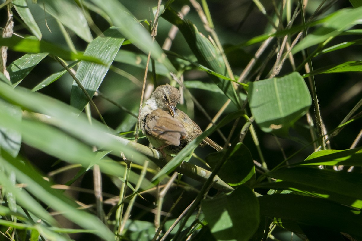 Buff-banded Bushbird - ML633650153