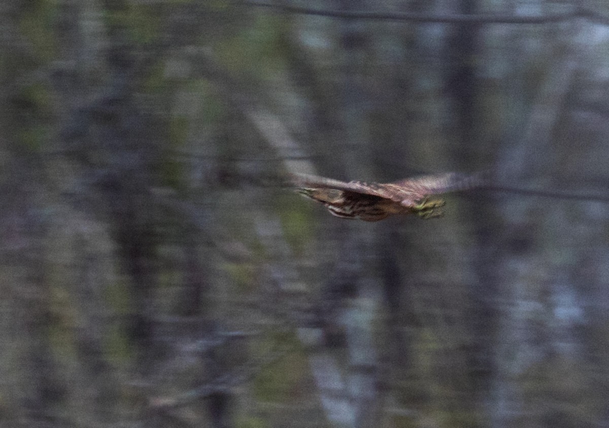 American Bittern - ML633650262