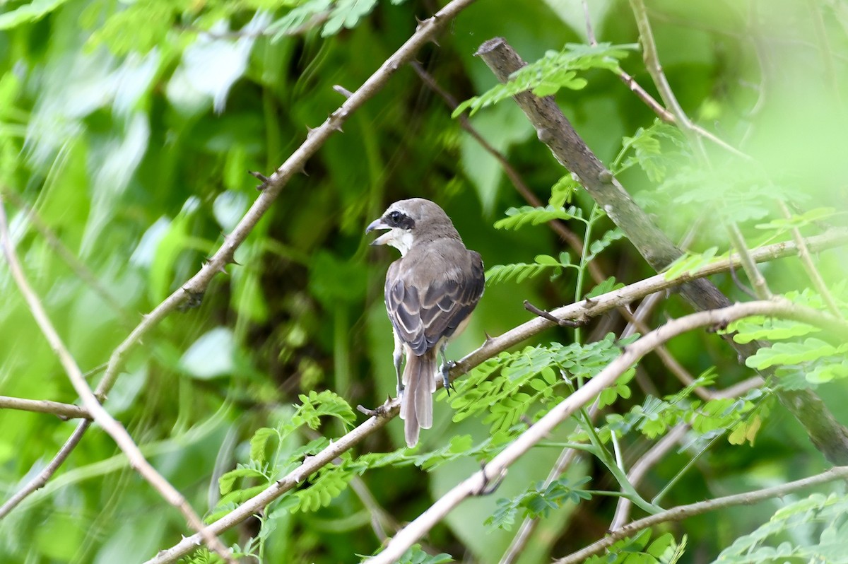 Ухаа дунхай - ML633650356