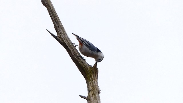 White-breasted Nuthatch - ML633650377