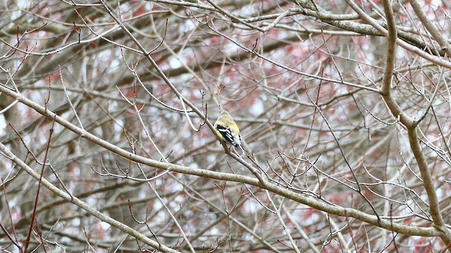 American Goldfinch - ML633650433