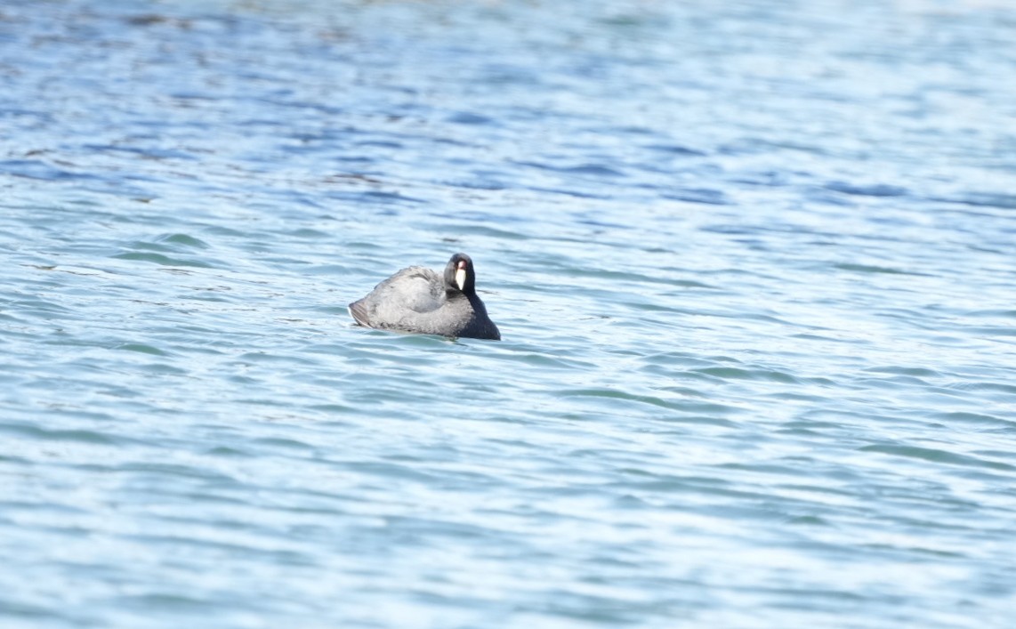 Slate-colored Coot - ML633650706