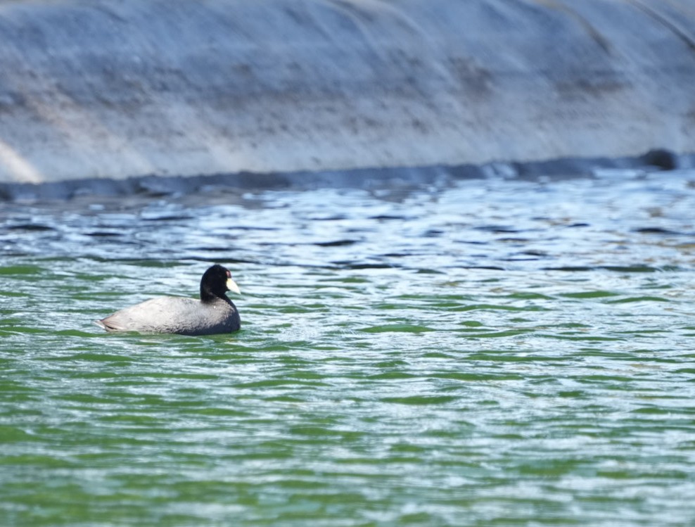 Slate-colored Coot - ML633650707