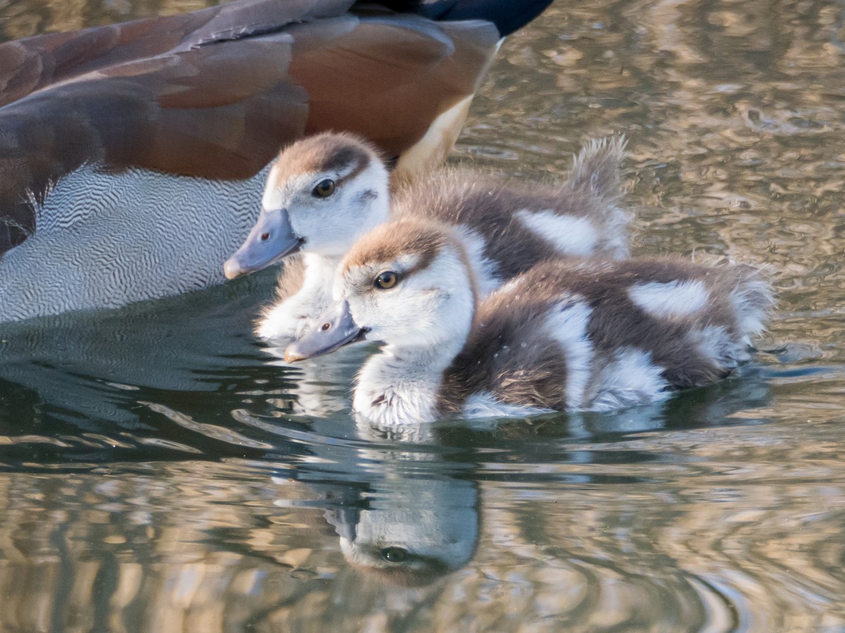 Egyptian Goose - ML633650730
