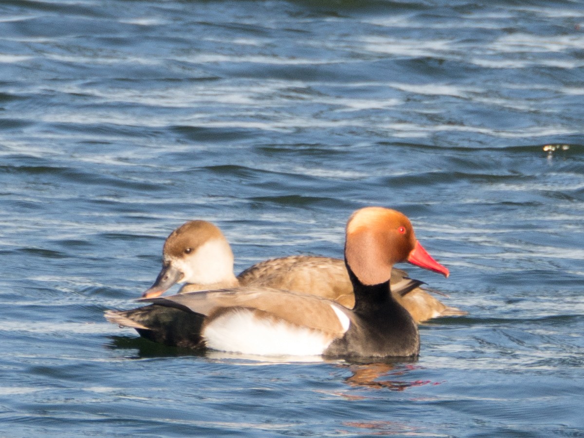 Red-crested Pochard - ML633650737