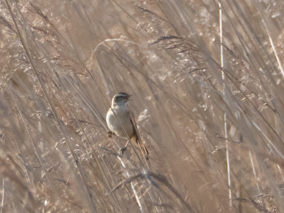 Sedge Warbler - ML633650788