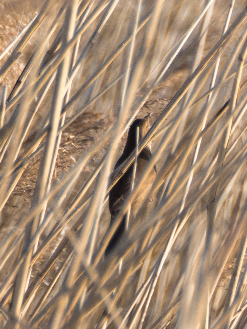 Savi's Warbler - ML633650808