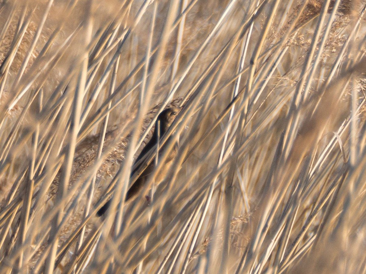 Savi's Warbler - ML633650809