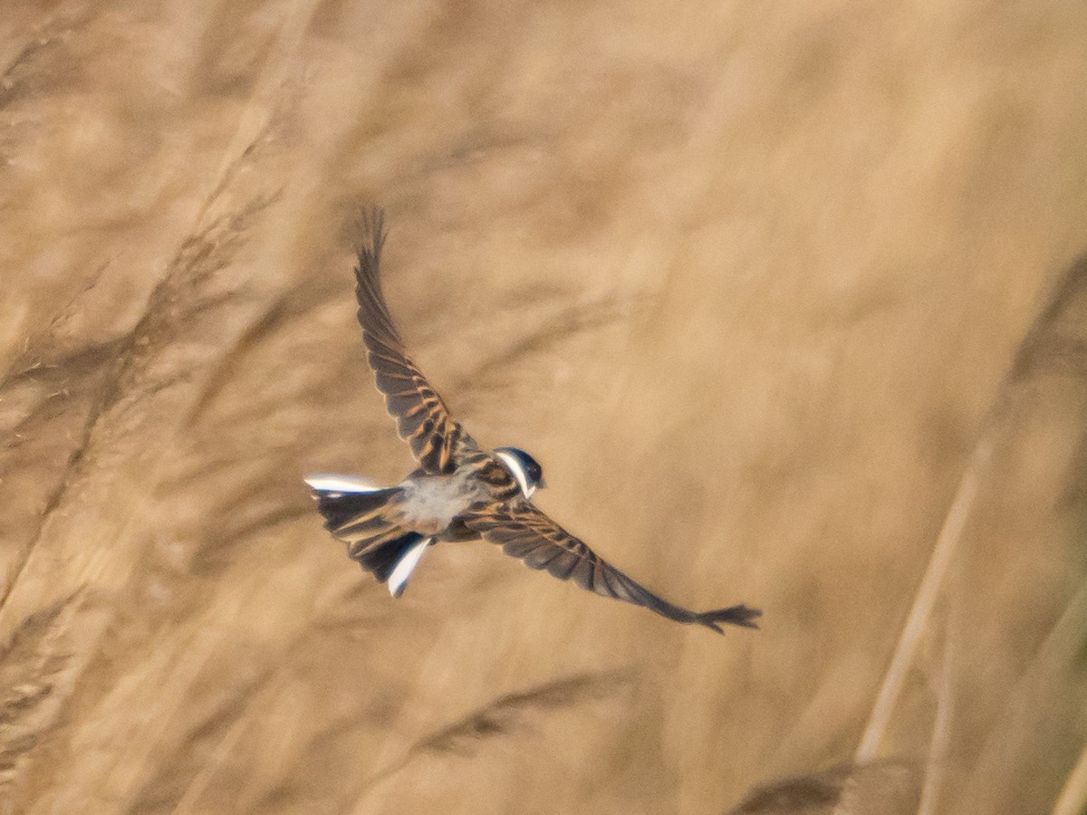 Reed Bunting - ML633650896