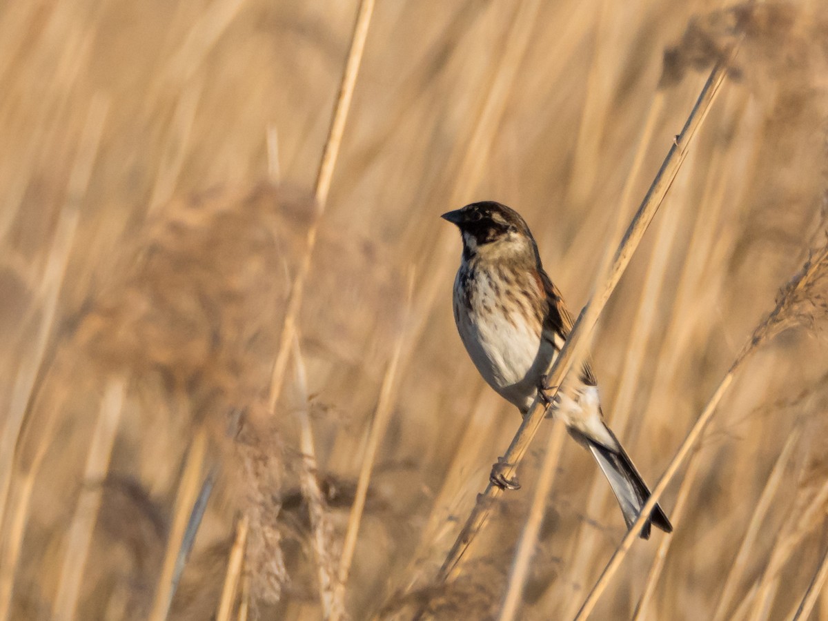 Reed Bunting - ML633650897