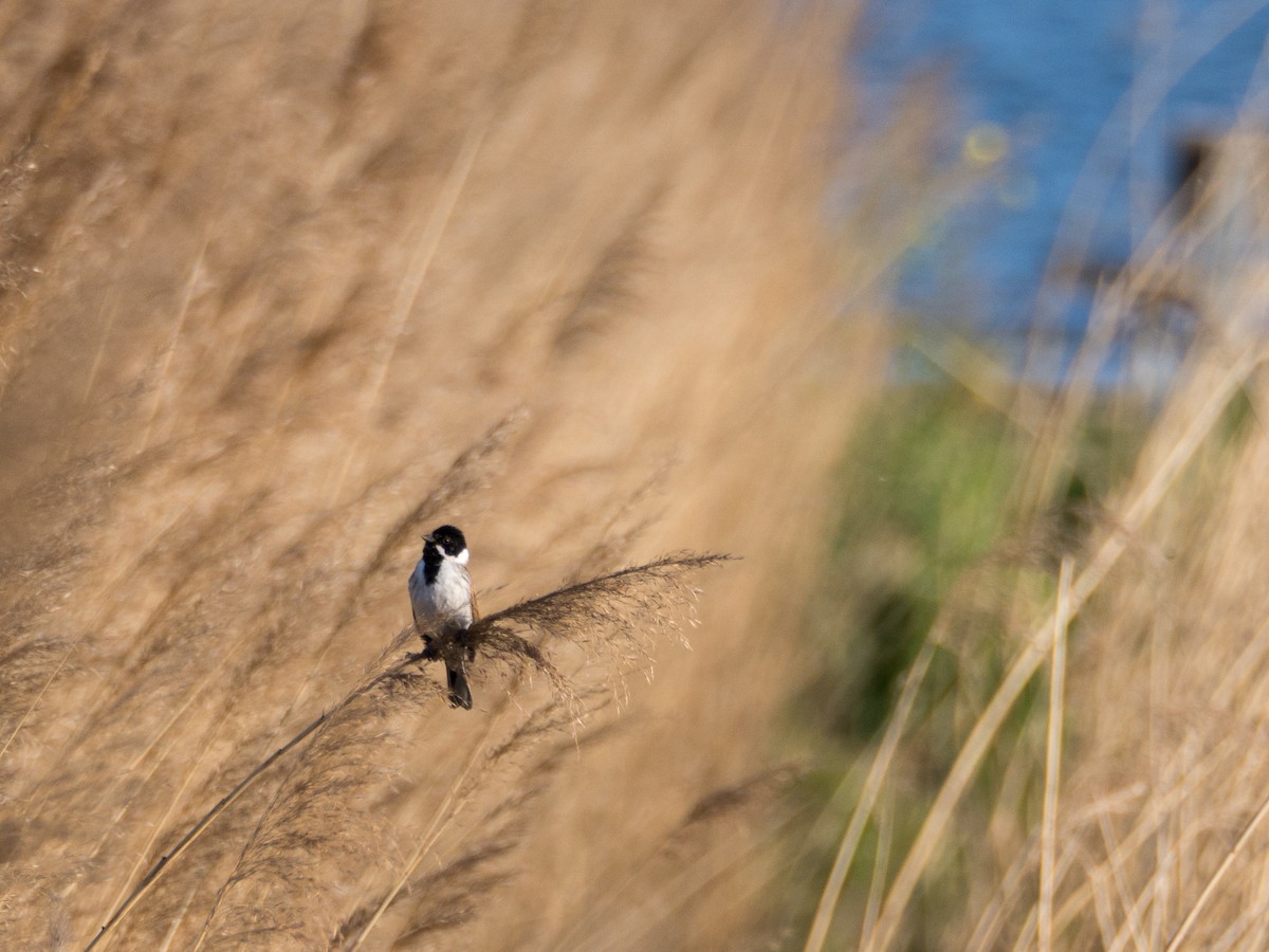 Reed Bunting - ML633650898