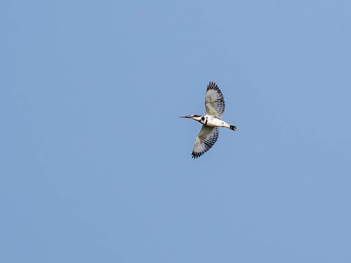 Pied Kingfisher - ML633651078