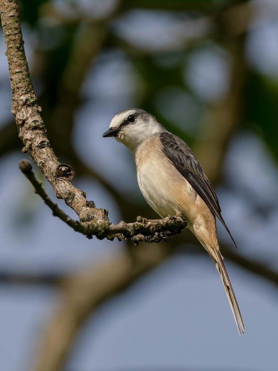 Brown-rumped Minivet - ML633651099