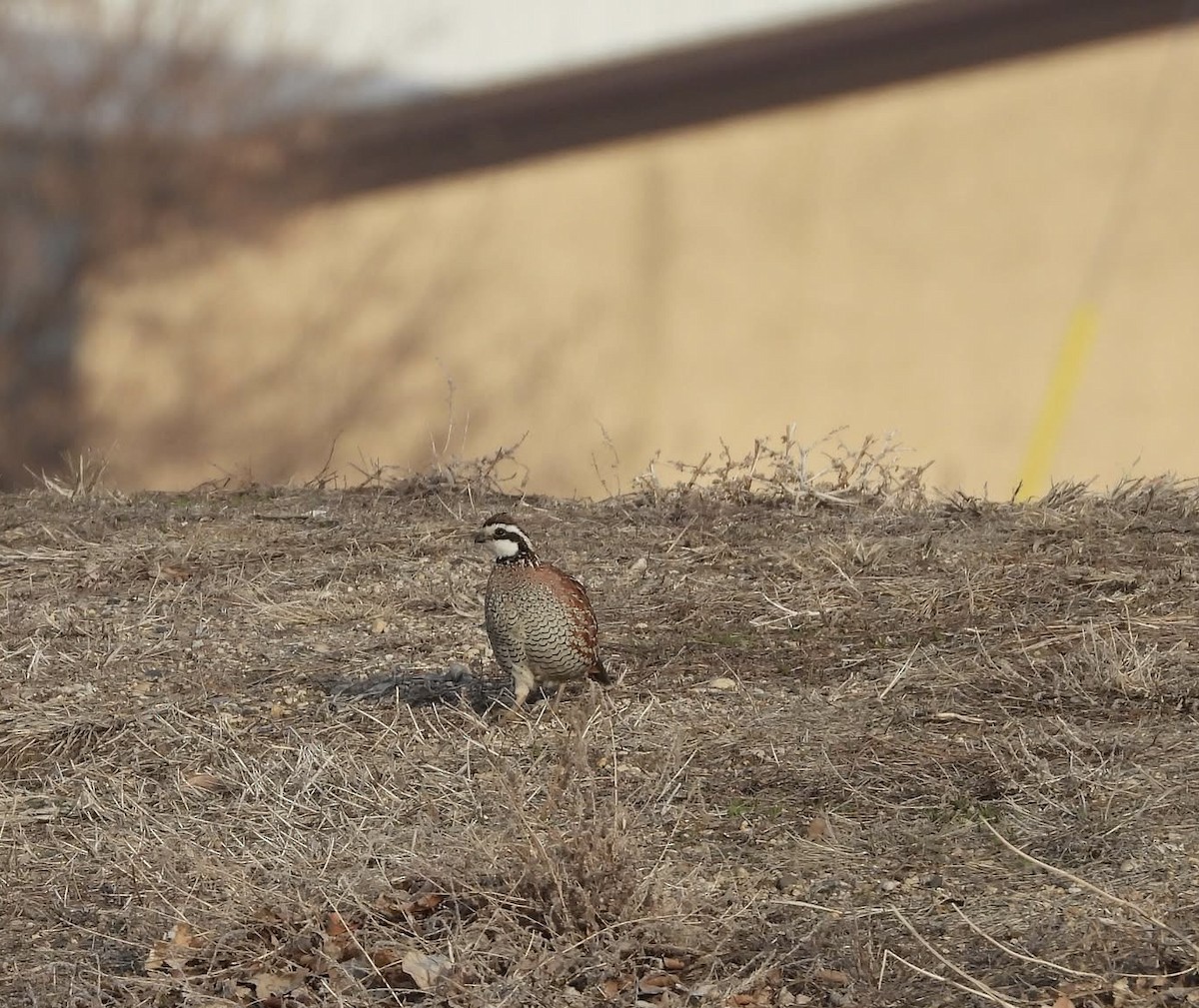 Northern Bobwhite - ML633651247