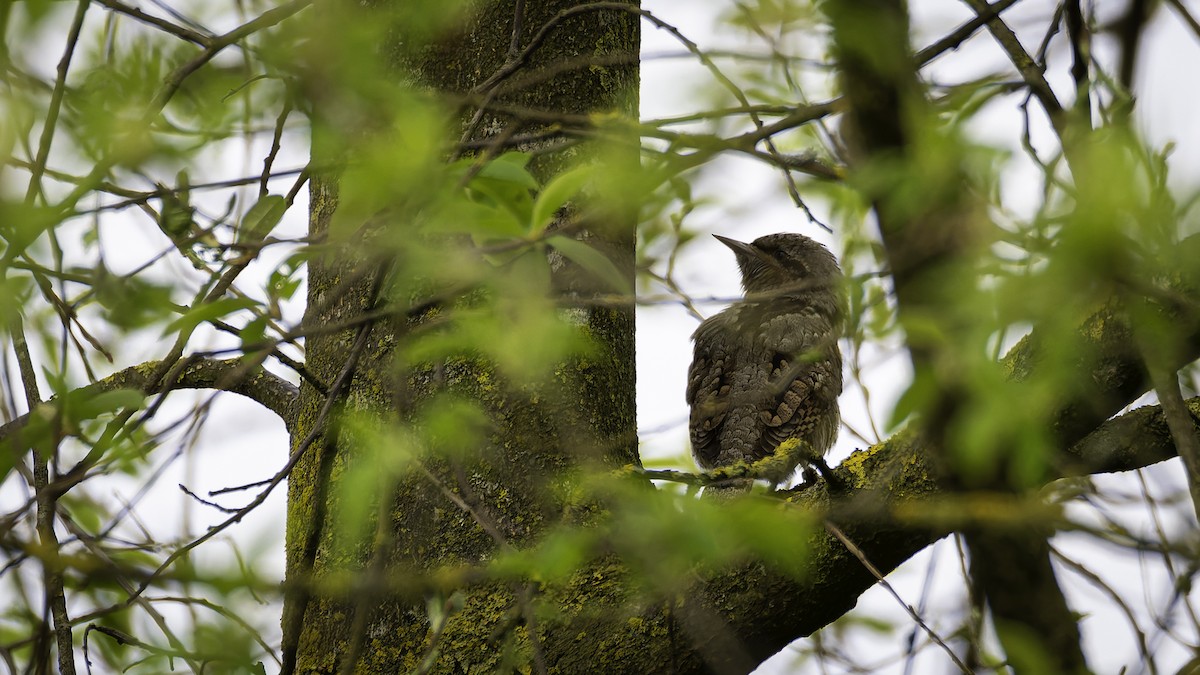Eurasian Wryneck - ML633651299
