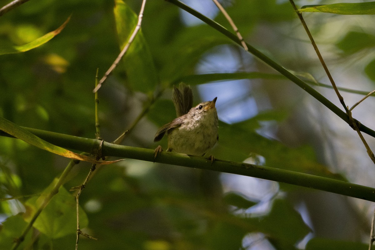 Aberrant Bush Warbler (Sunda) - ML633651456