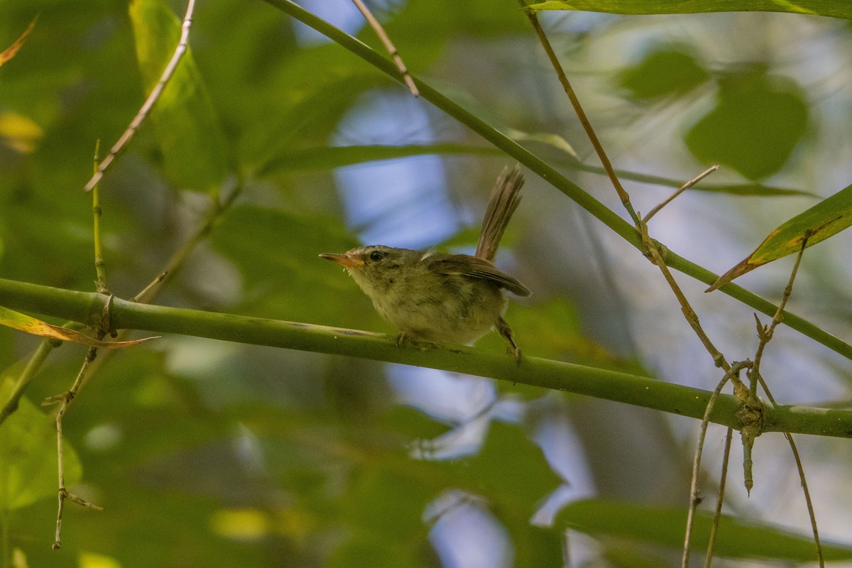 Aberrant Bush Warbler (Sunda) - ML633651459