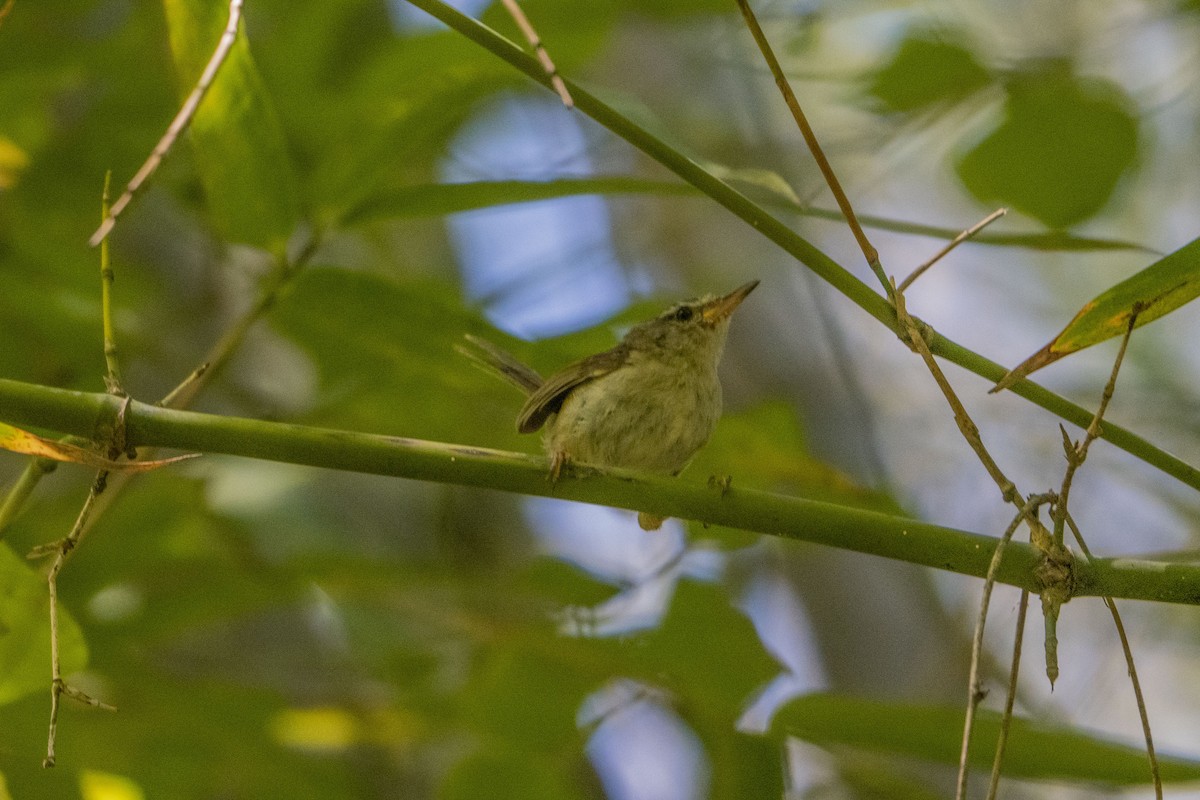 Aberrant Bush Warbler (Sunda) - ML633651461