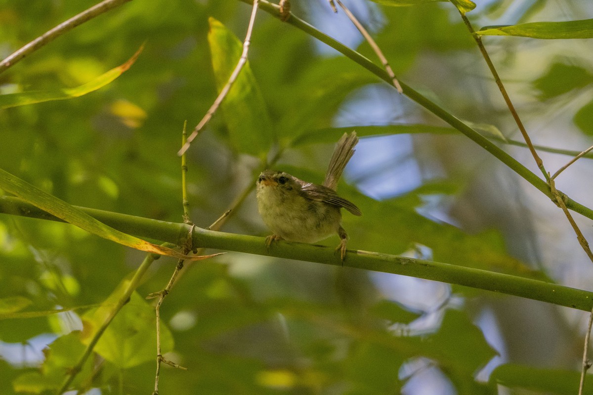 Aberrant Bush Warbler (Sunda) - ML633651462
