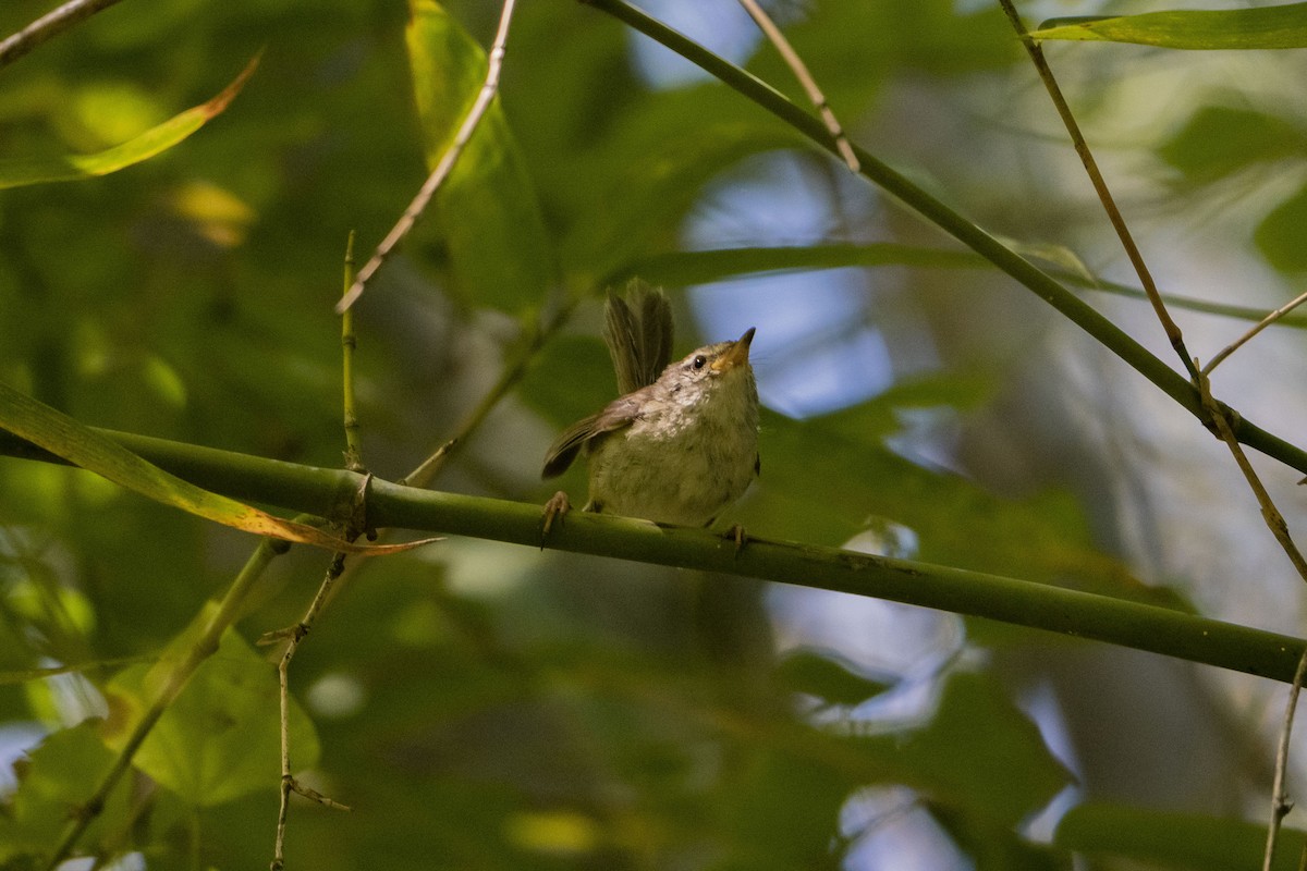 Aberrant Bush Warbler (Sunda) - ML633651463