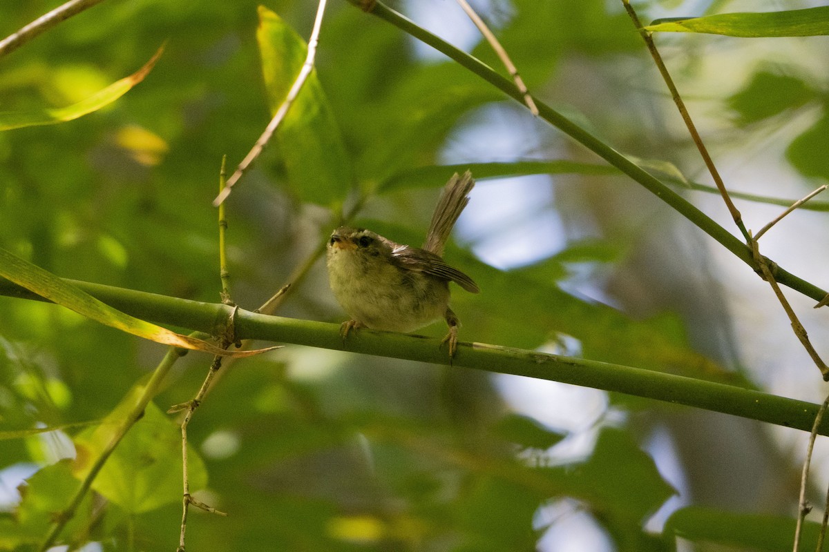 Aberrant Bush Warbler (Sunda) - ML633651465