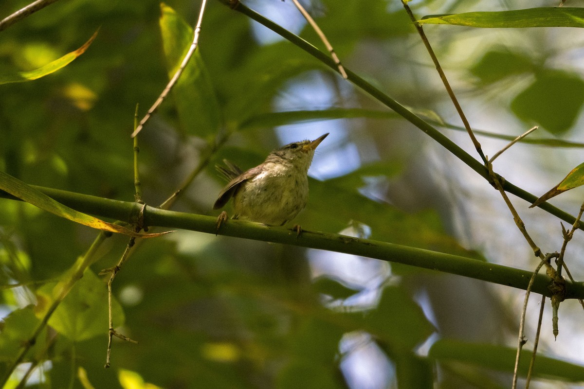 Aberrant Bush Warbler (Sunda) - ML633651466