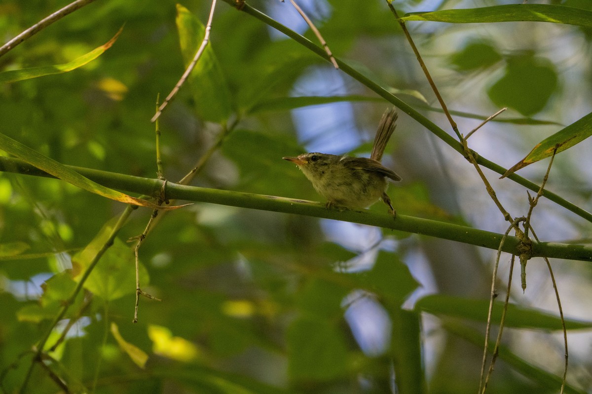 Aberrant Bush Warbler (Sunda) - ML633651467