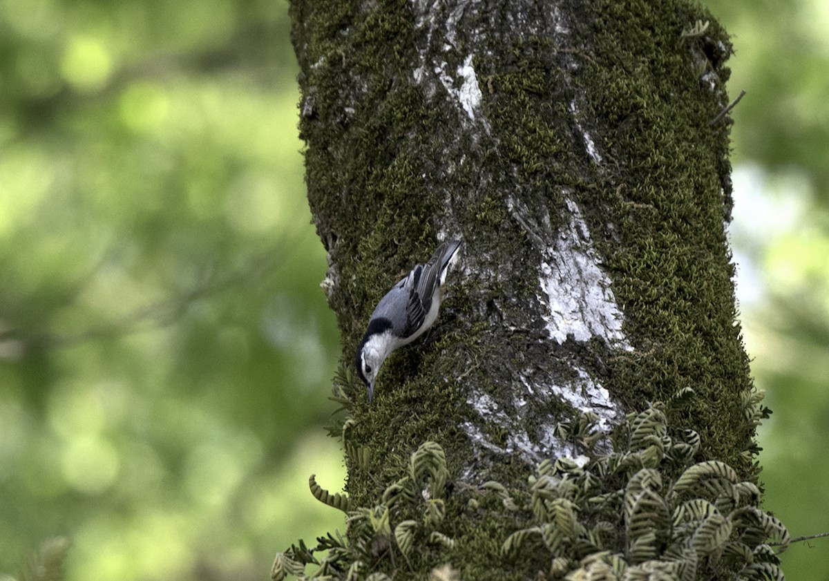 Weißbrustkleiber - ML633651475