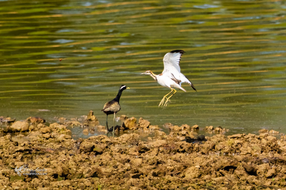 Pheasant-tailed Jacana - ML633651678