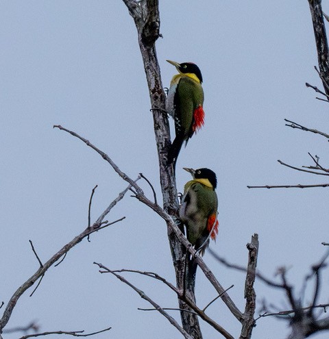 Black-headed Woodpecker - ML633651756