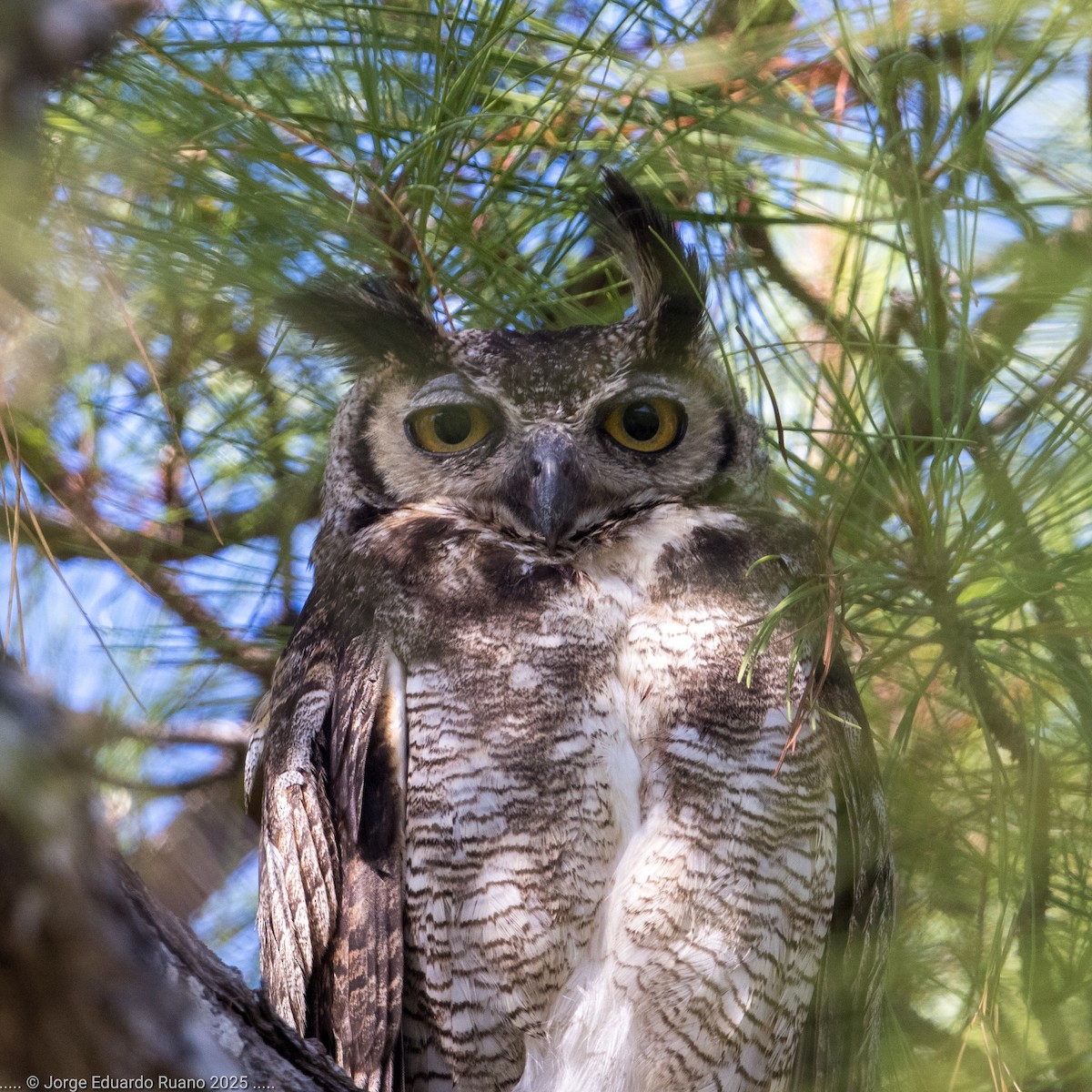 Great Horned Owl - ML633651758