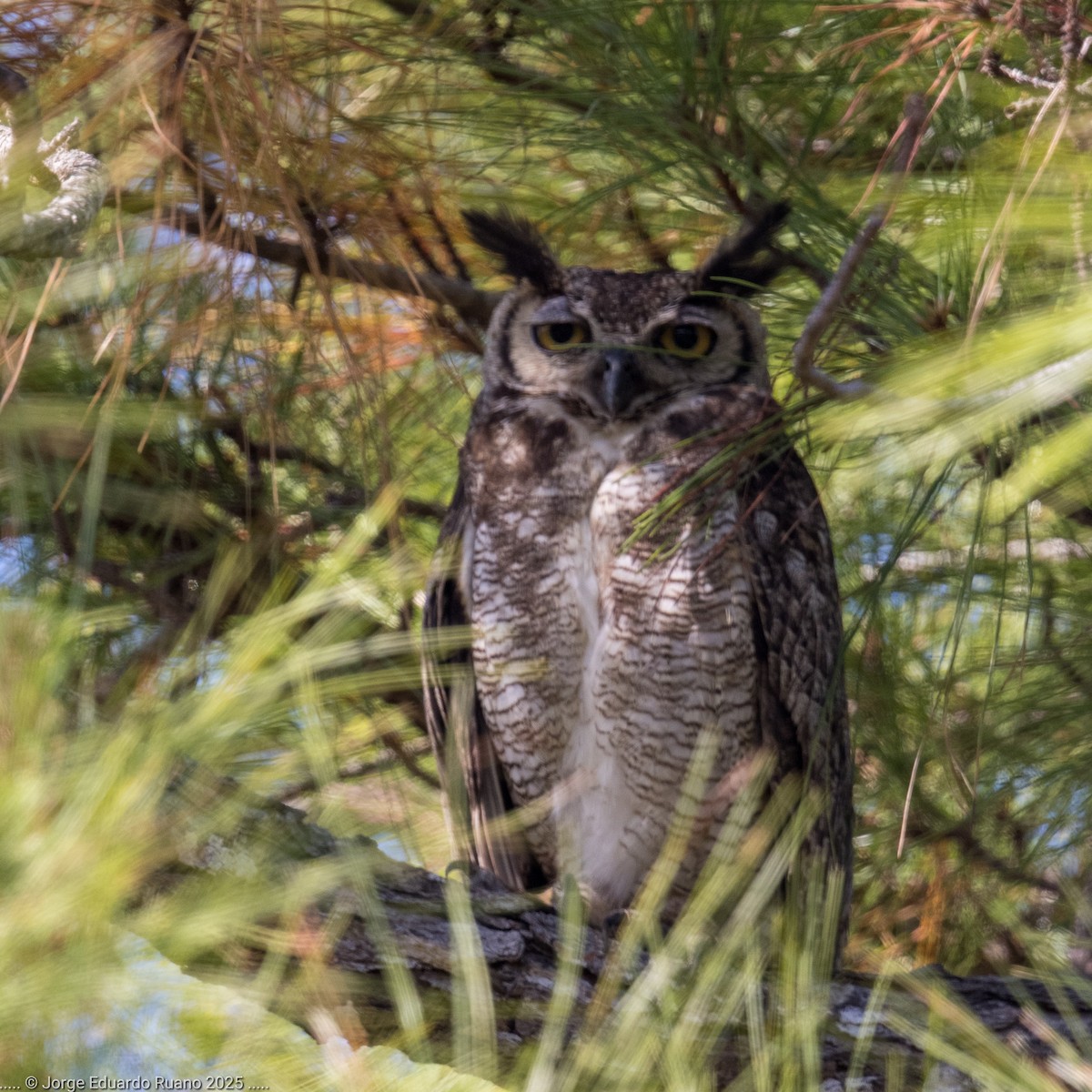 Great Horned Owl - ML633651759
