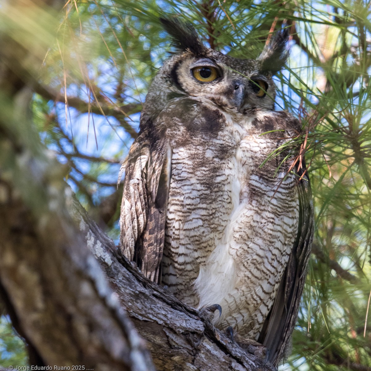 Great Horned Owl - ML633651760