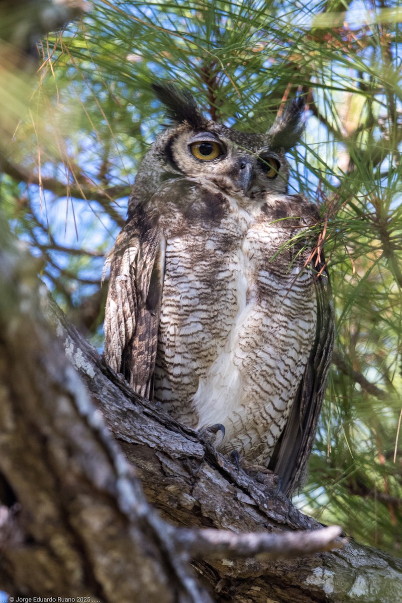Great Horned Owl - ML633651761