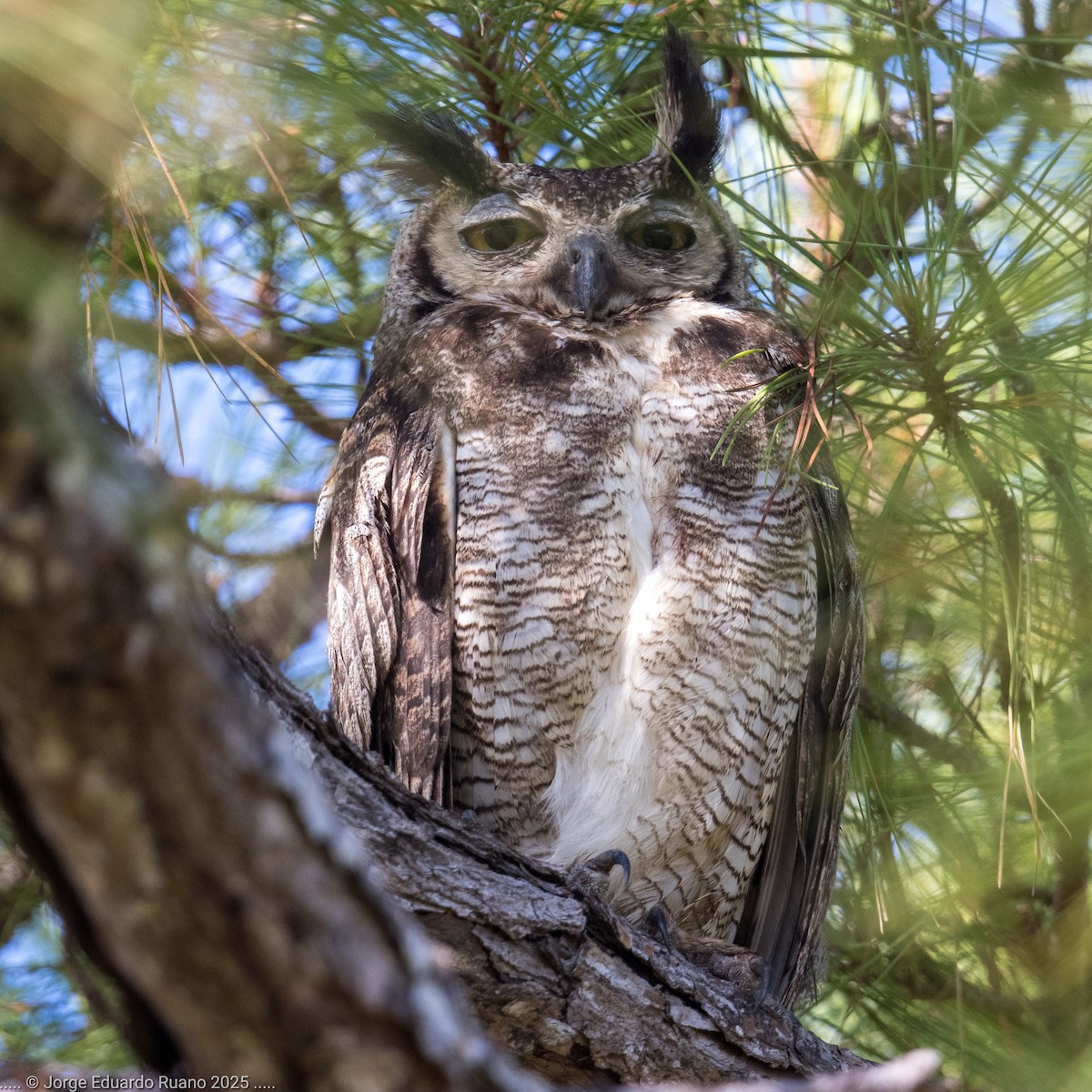 Great Horned Owl - ML633651762