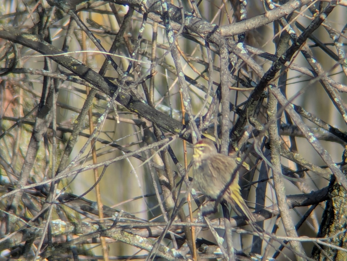 Palm Warbler - ML633651792