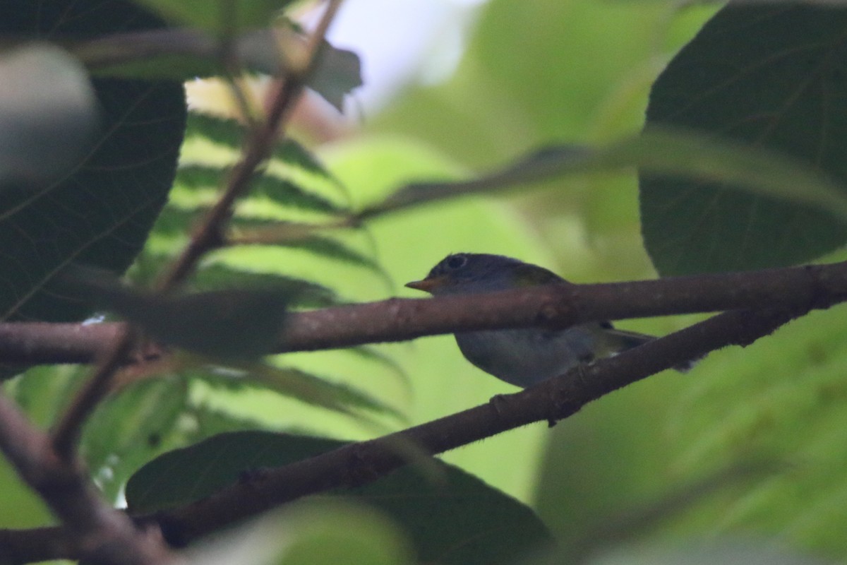Chestnut-crowned Warbler - ML633651807