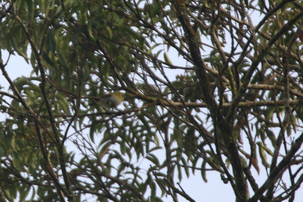 Hume's White-eye - ML633651810