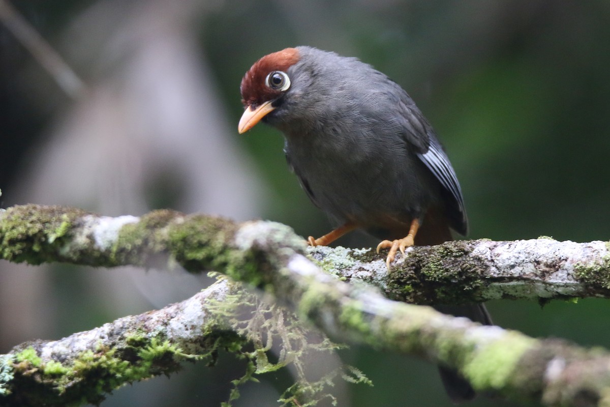 Chestnut-capped Laughingthrush - ML633651824