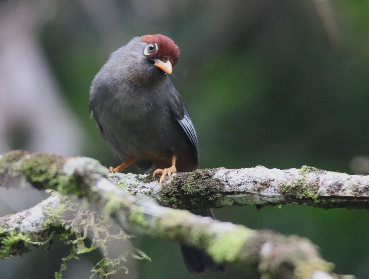 Chestnut-capped Laughingthrush - ML633651826