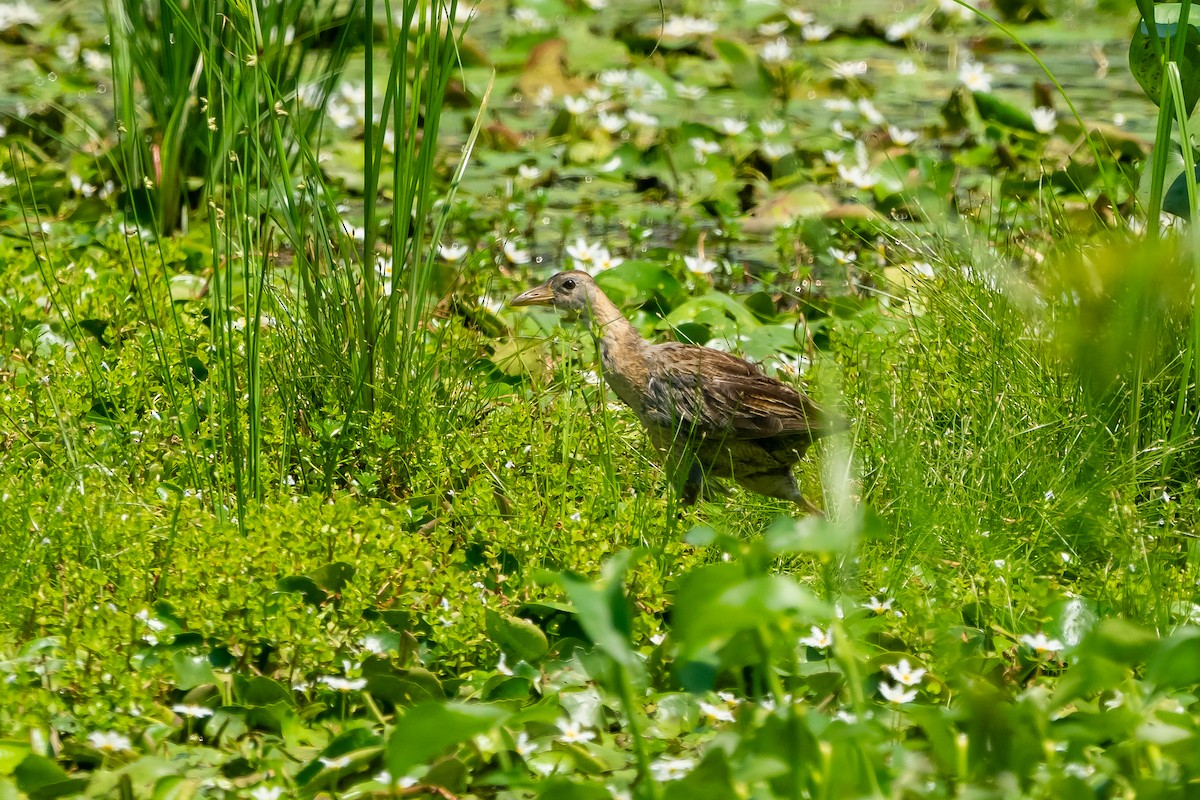 Watercock - ML633651850