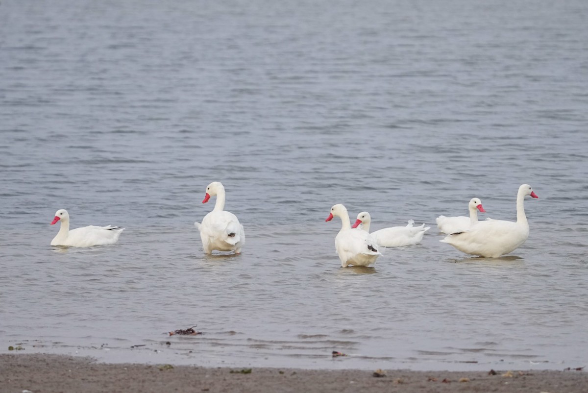 Coscoroba Swan - ML633651923
